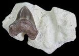Squalicorax Fossil Shark Tooth - Kansas #64157-1